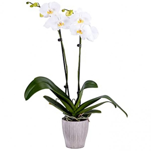 Φυτά εσωτερικού χώρου -Ορχιδέα Phalaenopsis λευκη