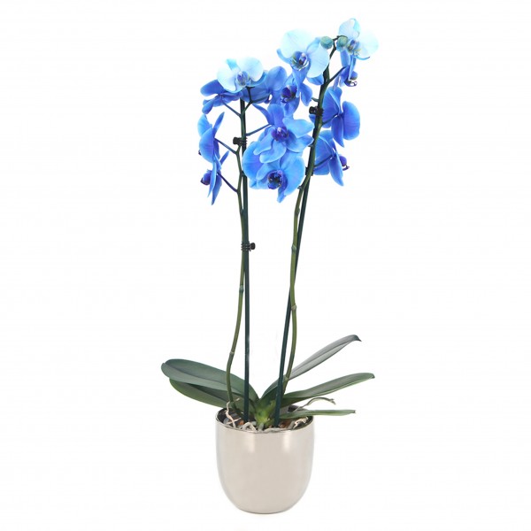 Φυτά εσωτερικού χώρου -Ορχιδέα Phalaenopsis Μπλε